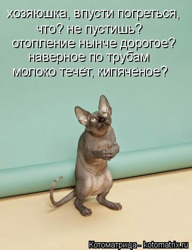 хозяюшка, впусти погреться, что? не пустишь? отопление нынче дорогое? наверное по трубам молоко течё... Котоматрица: хозяюшка, впусти погреться, что? не пустишь? отопление нынче дорогое? наверное по трубам молоко течёт, кипячёное?