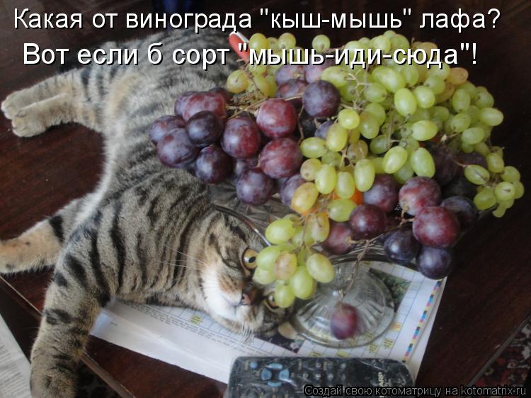 Какая от винограда "кыш-мышь" лафа? Вот если б сорт "мышь-иди-сюда"!... Котоматрица: Какая от винограда "кыш-мышь" лафа? Вот если б сорт "мышь-иди-сюда"!