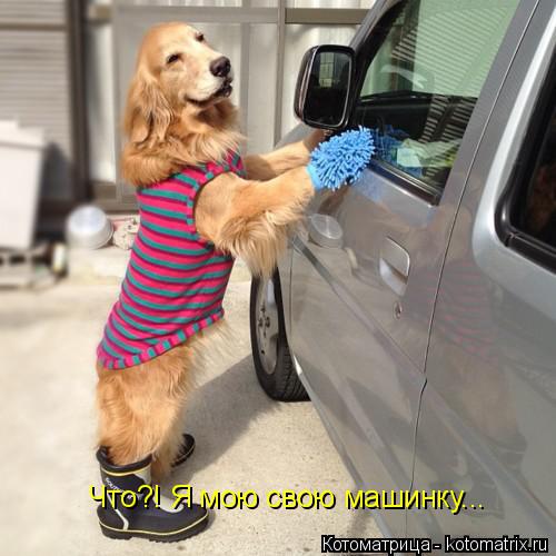 Что?! Я мою свою машинку...... Котоматрица: Что?! Я мою свою машинку...