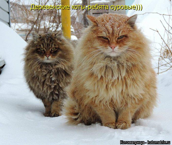 Деревенские коты-ребята суровые)))... Котоматрица: Деревенские коты-ребята суровые)))