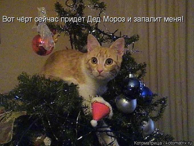 Вот чёрт сейчас придёт Дед Мороз и запалит меня!... Котоматрица: Вот чёрт сейчас придёт Дед Мороз и запалит меня!