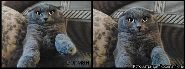 Борман... Котоматрица: Борман