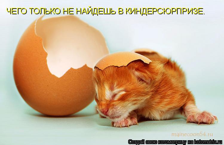 ЧЕГО ТОЛЬКО НЕ НАЙДЕШЬ В КИНДЕРСЮРПРИЗЕ.... Котоматрица: ЧЕГО ТОЛЬКО НЕ НАЙДЕШЬ В КИНДЕРСЮРПРИЗЕ.
