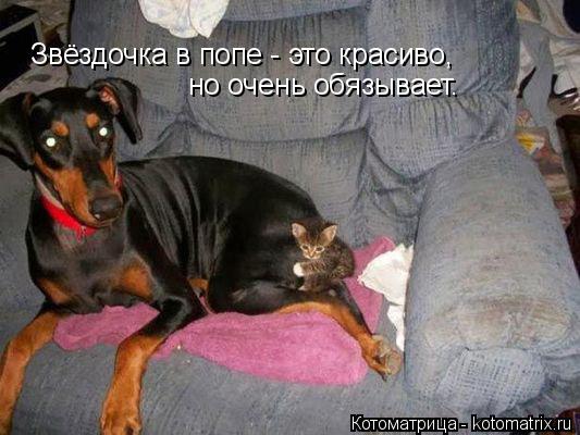 но очень обязывает. Звёздочка в попе - это красиво,... Котоматрица: но очень обязывает. Звёздочка в попе - это красиво,