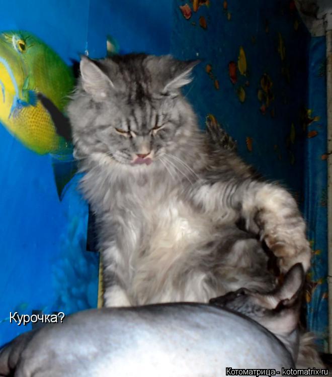 Курочка?... Котоматрица: Курочка?