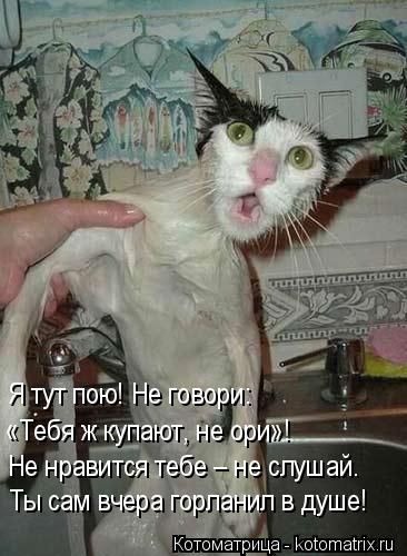 Я тут пою! Не говори: «Тебя ж купают, не ори»! Не нравится тебе – не слушай. Ты сам вчера горланил в... Котоматрица: Я тут пою! Не говори: «Тебя ж купают, не ори»! Не нравится тебе – не слушай. Ты сам вчера горланил в душе!