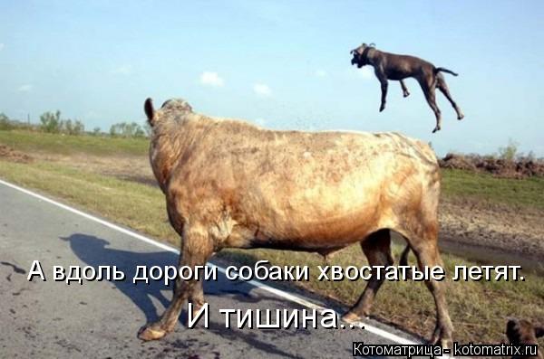 А вдоль дороги собаки хвостатые летят. И тишина...... Котоматрица: А вдоль дороги собаки хвостатые летят. И тишина...