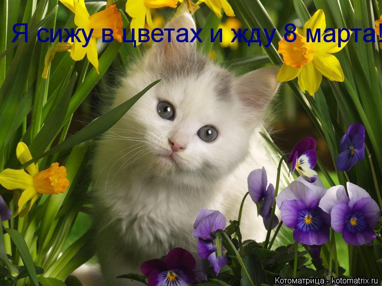 Я сижу в цветах и жду 8 марта!... Котоматрица: Я сижу в цветах и жду 8 марта!