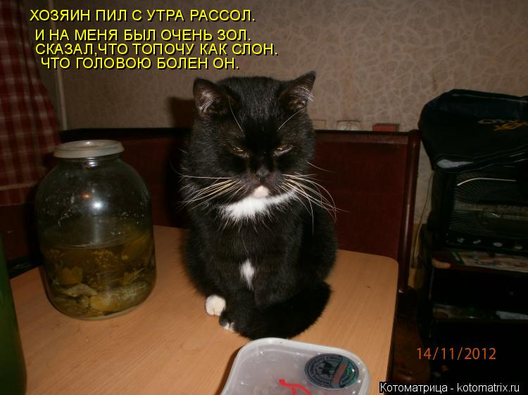 ХОЗЯИН ПИЛ С УТРА РАССОЛ. И НА МЕНЯ БЫЛ ОЧЕНЬ ЗОЛ. СКАЗАЛ,ЧТО ТОПОЧУ КАК СЛОН. ЧТО ГОЛОВОЮ БОЛЕН ОН.... Котоматрица: ХОЗЯИН ПИЛ С УТРА РАССОЛ. И НА МЕНЯ БЫЛ ОЧЕНЬ ЗОЛ. СКАЗАЛ,ЧТО ТОПОЧУ КАК СЛОН. ЧТО ГОЛОВОЮ БОЛЕН ОН.