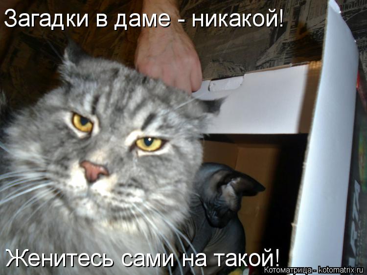 Котоматрица: Загадки в даме - никакой! Женитесь сами на такой!