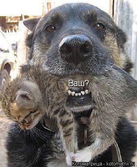 Ваш?... Котоматрица: Ваш?