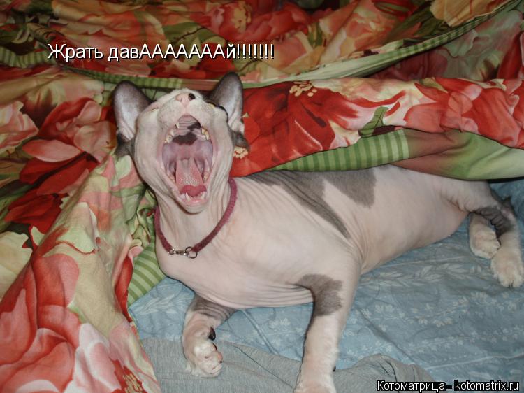 Жрать давАААААААй!!!!!!!... Котоматрица: Жрать давАААААААй!!!!!!!