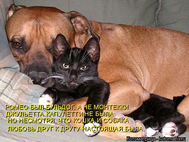 РОМЕО БЫЛ БУЛЬДОГ, А НЕ МОНТЕККИ. ДЖУЛЬЕТТА КАПУЛЕТТИ НЕ БЫЛА. НО НЕСМОТРЯ, ЧТО КОШКА И СОБАКА ЛЮБОВЬ... Котоматрица: РОМЕО БЫЛ БУЛЬДОГ, А НЕ МОНТЕККИ. ДЖУЛЬЕТТА КАПУЛЕТТИ НЕ БЫЛА. НО НЕСМОТРЯ, ЧТО КОШКА И СОБАКА ЛЮБОВЬ ДРУГ К ДРУГУ НАСТОЯЩАЯ БЫЛА.