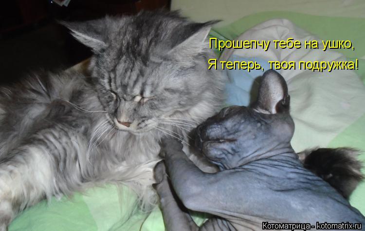 Прошепчу тебе на ушко, Я теперь, твоя подружка!... Котоматрица: Прошепчу тебе на ушко, Я теперь, твоя подружка!
