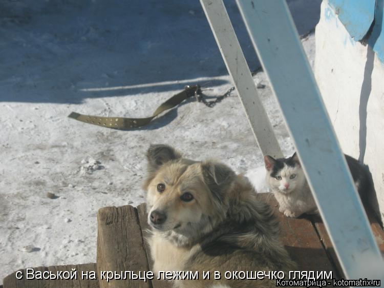 с Васькой на крыльце лежим и в окошечко глядим... Котоматрица: с Васькой на крыльце лежим и в окошечко глядим