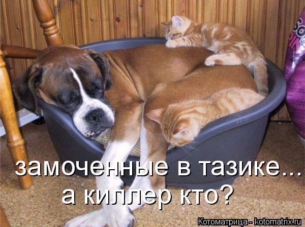 замоченные в тазике... а киллер кто?... Котоматрица: замоченные в тазике... а киллер кто?