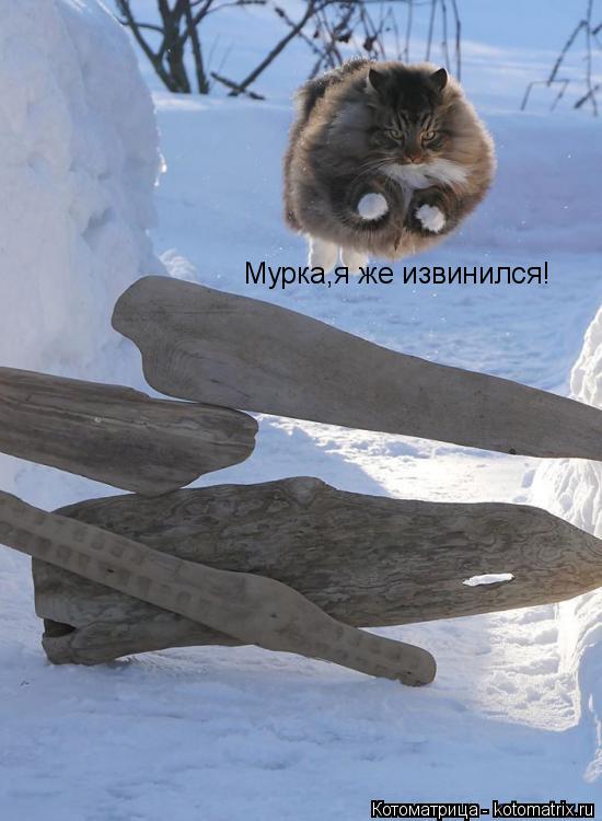 Мурка,я же извинился!... Котоматрица: Мурка,я же извинился!