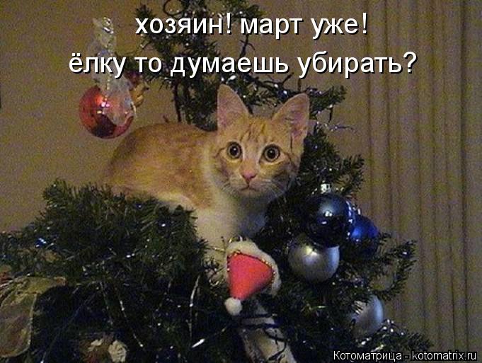 хозяин! март уже! ёлку то думаешь убирать?... Котоматрица: хозяин! март уже! ёлку то думаешь убирать?