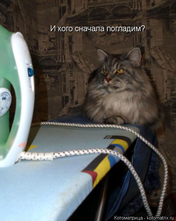 И кого сначала погладим?... Котоматрица: И кого сначала погладим?