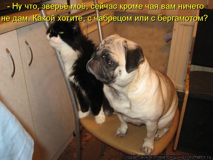 - Ну что, зверьё моё, сейчас кроме чая вам ничего не дам. Какой хотите, с чабрецом или с бергамотом?... Котоматрица: - Ну что, зверьё моё, сейчас кроме чая вам ничего не дам. Какой хотите, с чабрецом или с бергамотом?