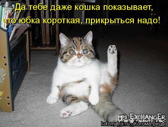 Да тебе даже кошка показывает, что юбка короткая, прикрыться надо!... Котоматрица: Да тебе даже кошка показывает, что юбка короткая, прикрыться надо!