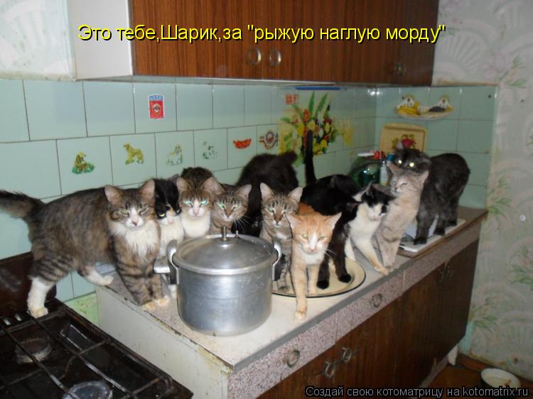 Это тебе,Шарик,за "рыжую наглую морду"... Котоматрица: Это тебе,Шарик,за "рыжую наглую морду"