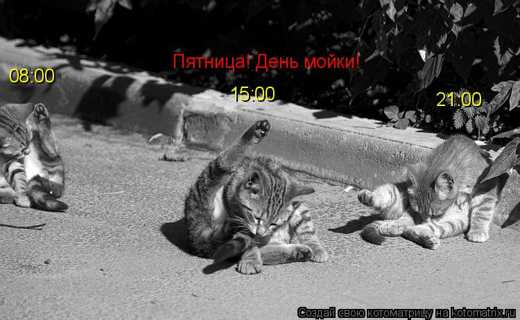 Котоматрица: Пятница! День мойки! 08:00 15:00 21:00