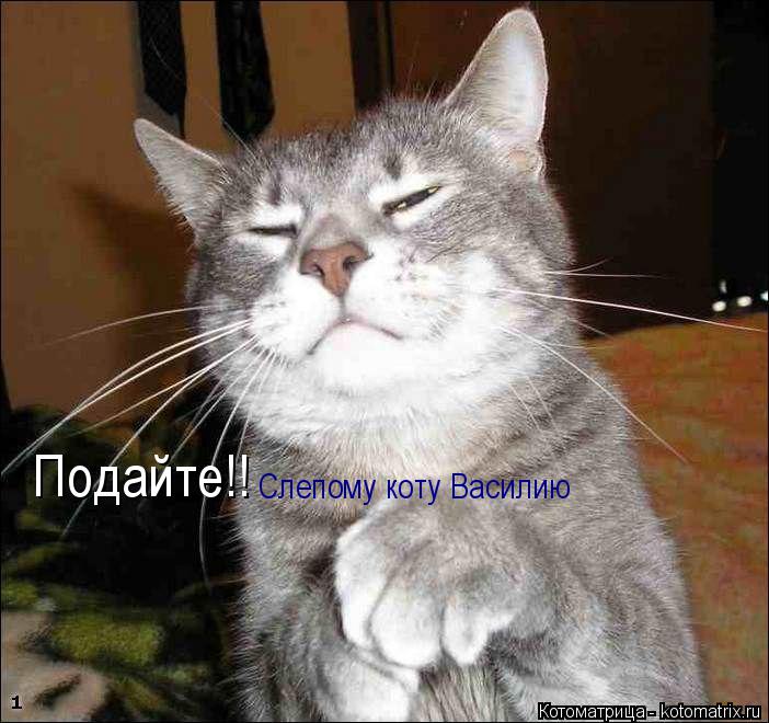 Подайте!! Слепому коту Василию... Котоматрица: Подайте!! Слепому коту Василию