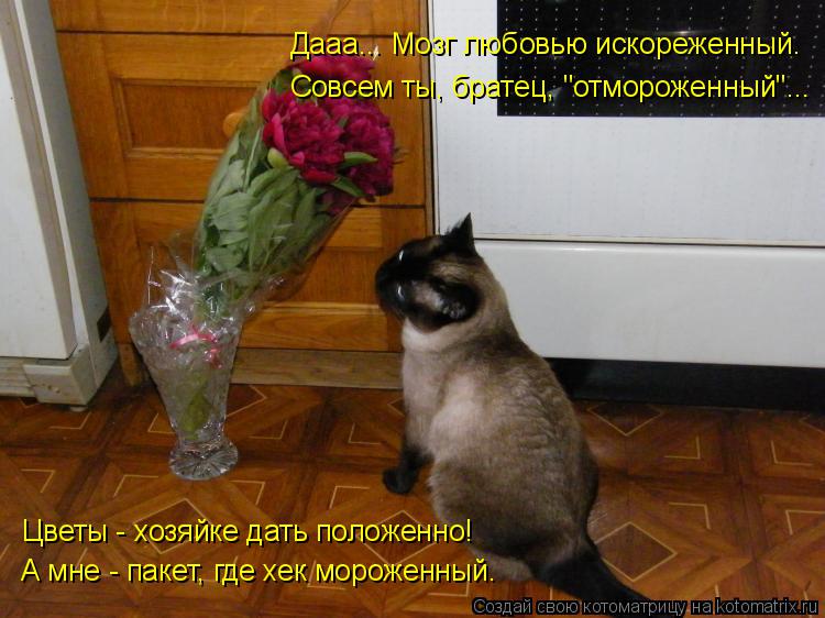 Дааа... Мозг любовью искореженный. Совсем ты, братец, "отмороженный"... Цветы - хозяйке дать положенн... Котоматрица: Дааа... Мозг любовью искореженный. Совсем ты, братец, "отмороженный"... Цветы - хозяйке дать положенно! А мне - пакет, где хек мороженный.