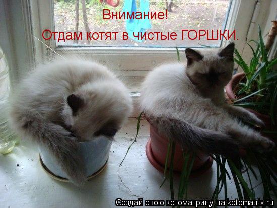 Отдам котят в чистые ГОРШКИ. Внимание!... Котоматрица: Отдам котят в чистые ГОРШКИ. Внимание!
