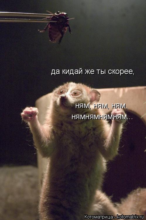 да кидай же ты скорее, ням, ням, ням, нямнямнямням...... Котоматрица: да кидай же ты скорее, ням, ням, ням, нямнямнямням...
