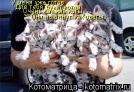 У меня уже готов Для тебя букет котов Очень свежие коты Они не вянут как цветы... Котоматрица: У меня уже готов Для тебя букет котов Очень свежие коты Они не вянут как цветы