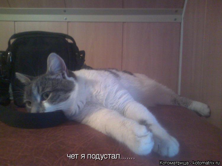 чет я подустал.......... Котоматрица: чет я подустал.......