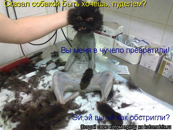 - Эй,эй вы чё как обстригли? Сказал собакой быть хочешь, пуделем? Вы меня в чучело превратили!... Котоматрица: - Эй,эй вы чё как обстригли? Сказал собакой быть хочешь, пуделем? Вы меня в чучело превратили!