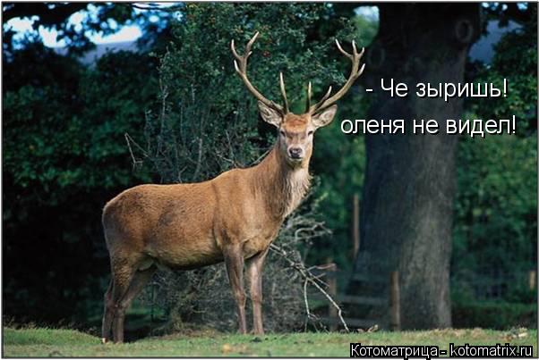 - Че зыришь! оленя не видел!... Котоматрица: - Че зыришь! оленя не видел!