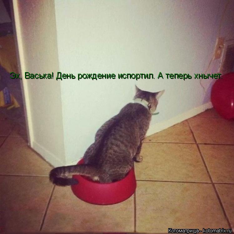 Эх, Васька! День рождение испортил. А теперь хнычет.... Котоматрица: Эх, Васька! День рождение испортил. А теперь хнычет.
