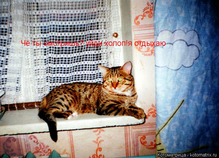 Чё ты смотришь? уйди холоп!я отдыхаю... Котоматрица: Чё ты смотришь? уйди холоп!я отдыхаю