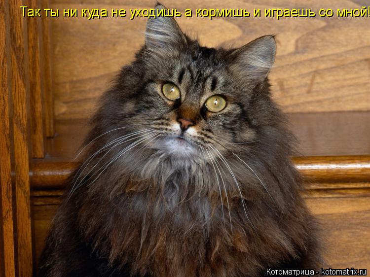 Так ты ни куда не уходишь а кормишь и играешь со мной!... Котоматрица: Так ты ни куда не уходишь а кормишь и играешь со мной!