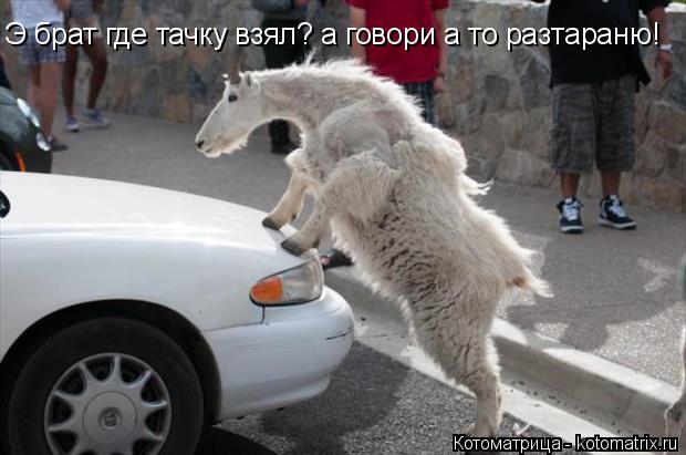 Э брат где тачку взял? а говори а то разтараню!... Котоматрица: Э брат где тачку взял? а говори а то разтараню!