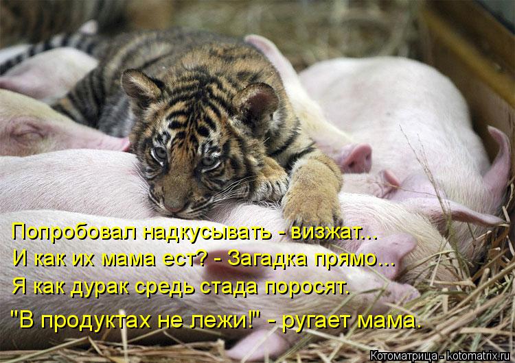 Попробовал надкусывать - визжат... И как их мама ест? - Загадка прямо... Я как дурак средь стада поро... Котоматрица: Попробовал надкусывать - визжат... И как их мама ест? - Загадка прямо... Я как дурак средь стада поросят. "В продуктах не лежи!" - ругает мама.