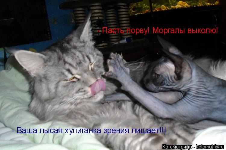 - Пасть порву! Моргалы выколю! - Ваша лысая хулиганка зрения лишает!!!... Котоматрица: - Пасть порву! Моргалы выколю! - Ваша лысая хулиганка зрения лишает!!!