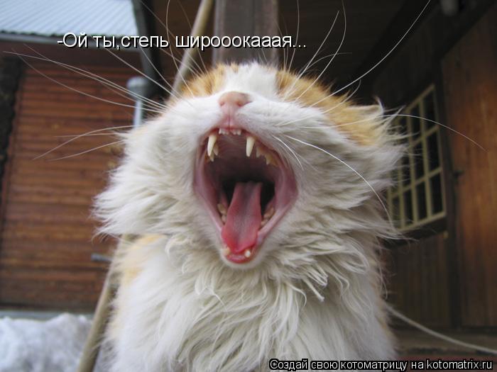 -Ой ты,степь широоокааая...... Котоматрица: -Ой ты,степь широоокааая...
