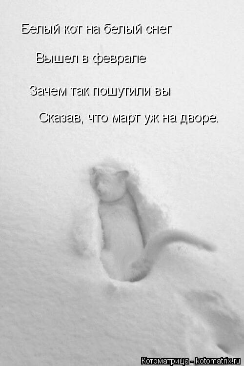 Белый кот на белый снег Вышел в феврале Зачем так пошутили вы Сказав, что март уж на дворе.... Котоматрица: Белый кот на белый снег Вышел в феврале Зачем так пошутили вы Сказав, что март уж на дворе.