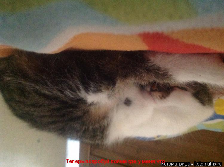 Теперь попробуй пойми где у меня что... Котоматрица: Теперь попробуй пойми где у меня что