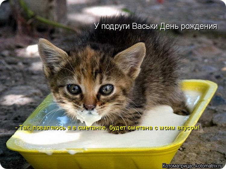У подруги Васьки День рождения - Так, поваляюсь я в сметанке, будет сметана с моим вкусом!... Котоматрица: У подруги Васьки День рождения - Так, поваляюсь я в сметанке, будет сметана с моим вкусом!
