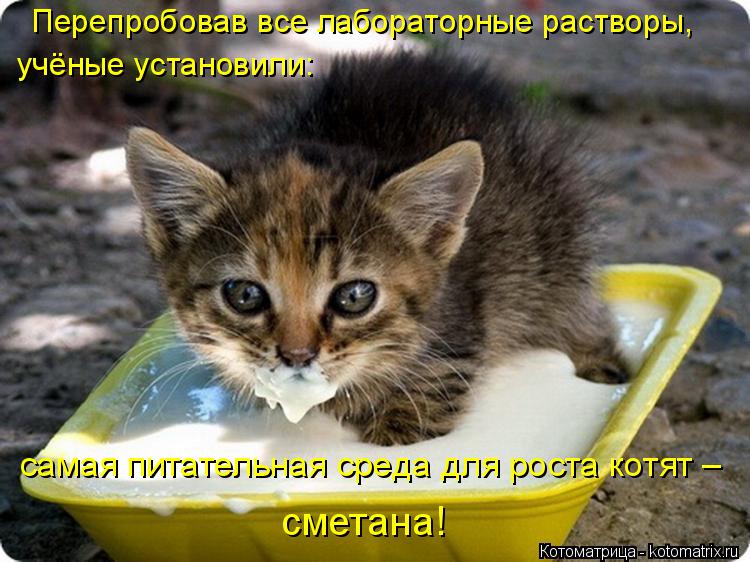 Перепробовав все лабораторные растворы, учёные установили: самая питательная среда для роста котят ... Котоматрица: Перепробовав все лабораторные растворы, учёные установили: самая питательная среда для роста котят – сметана!