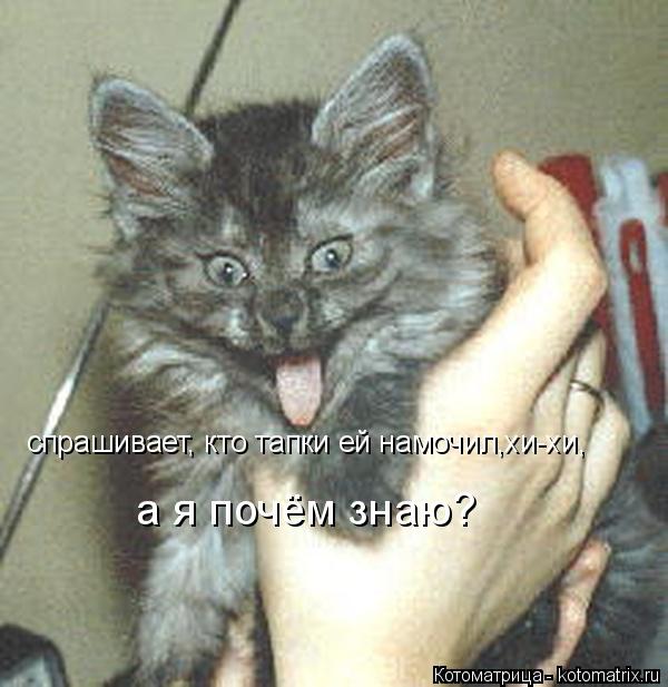 спрашивает, кто тапки ей намочил,хи-хи, а я почём знаю?... Котоматрица: спрашивает, кто тапки ей намочил,хи-хи, а я почём знаю?