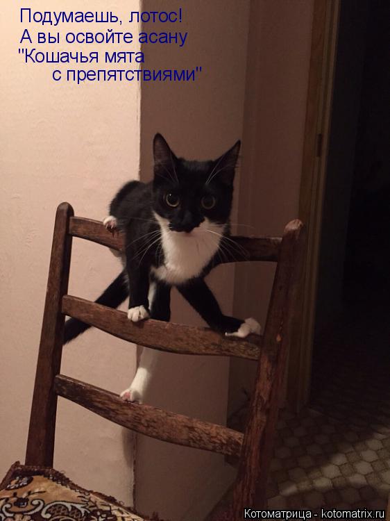 Подумаешь, лотос! А вы освойте асану "Кошачья мята с препятствиями"... Котоматрица: Подумаешь, лотос! А вы освойте асану "Кошачья мята с препятствиями"