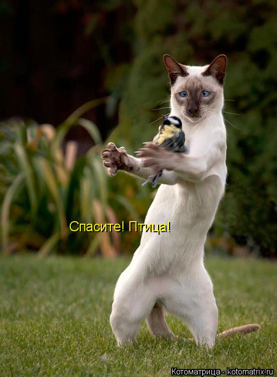 Спасите! Птица!... Котоматрица: Спасите! Птица!