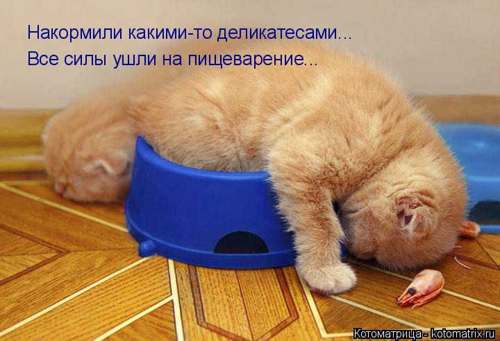 Котоматрица: Накормили какими-то деликатесами... Все силы ушли на пищеварение...